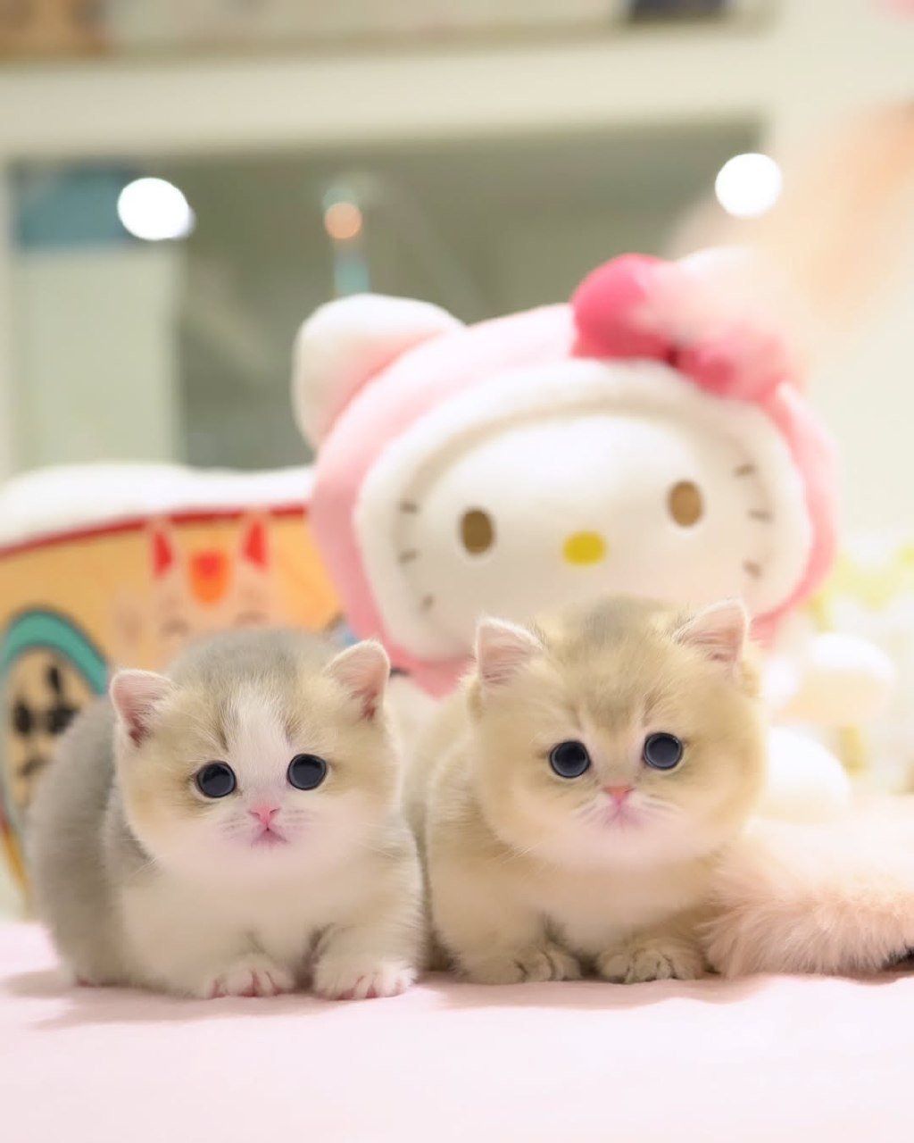 Munchkin kittens Georgia